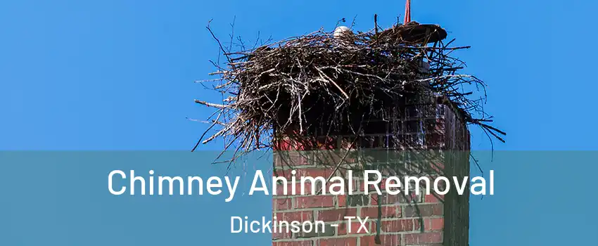  Chimney Animal Removal Dickinson - TX