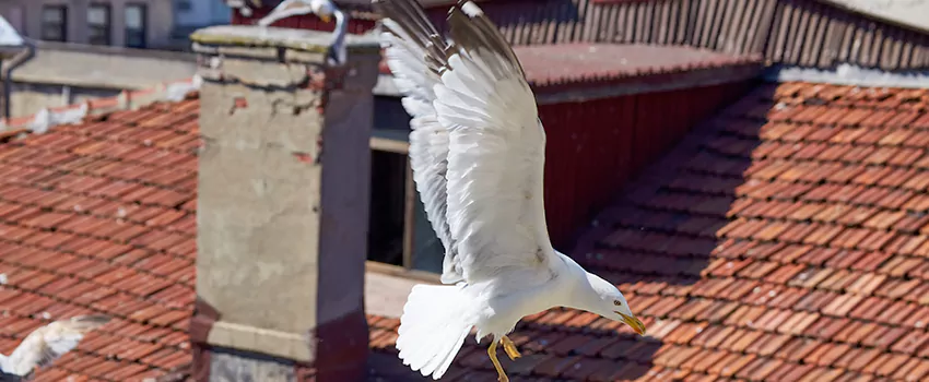 Residential Chimney Animal Removal Solution in Dickinson, TX