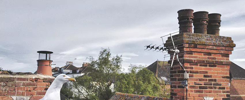 Chimney Cleaning And Restoration in Dickinson, Texas